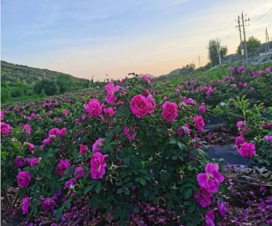 1660638004155081781.png 444.png